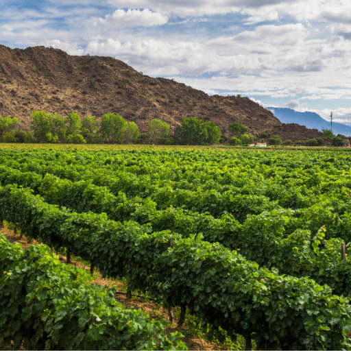 vino industria vitivinicola